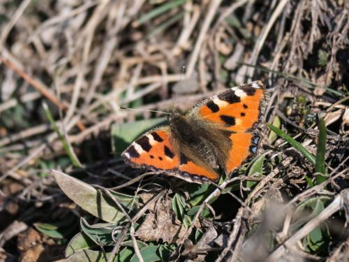 Réf. 276 851 : Aglais urticae